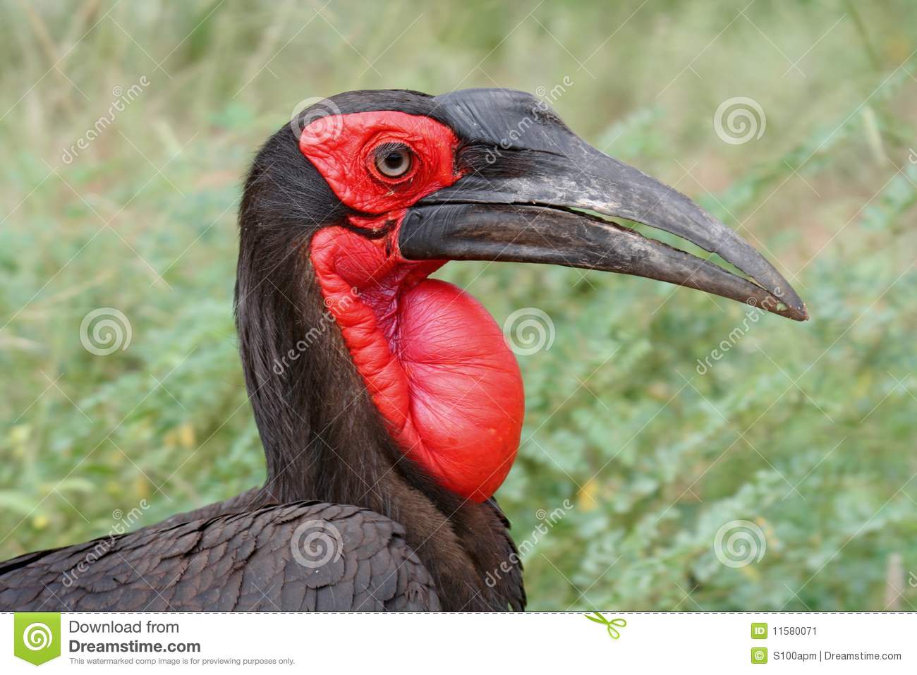 Southern Ground Hornbill clipart #6, Download drawings