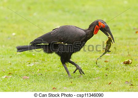 Southern Ground Hornbill clipart #4, Download drawings