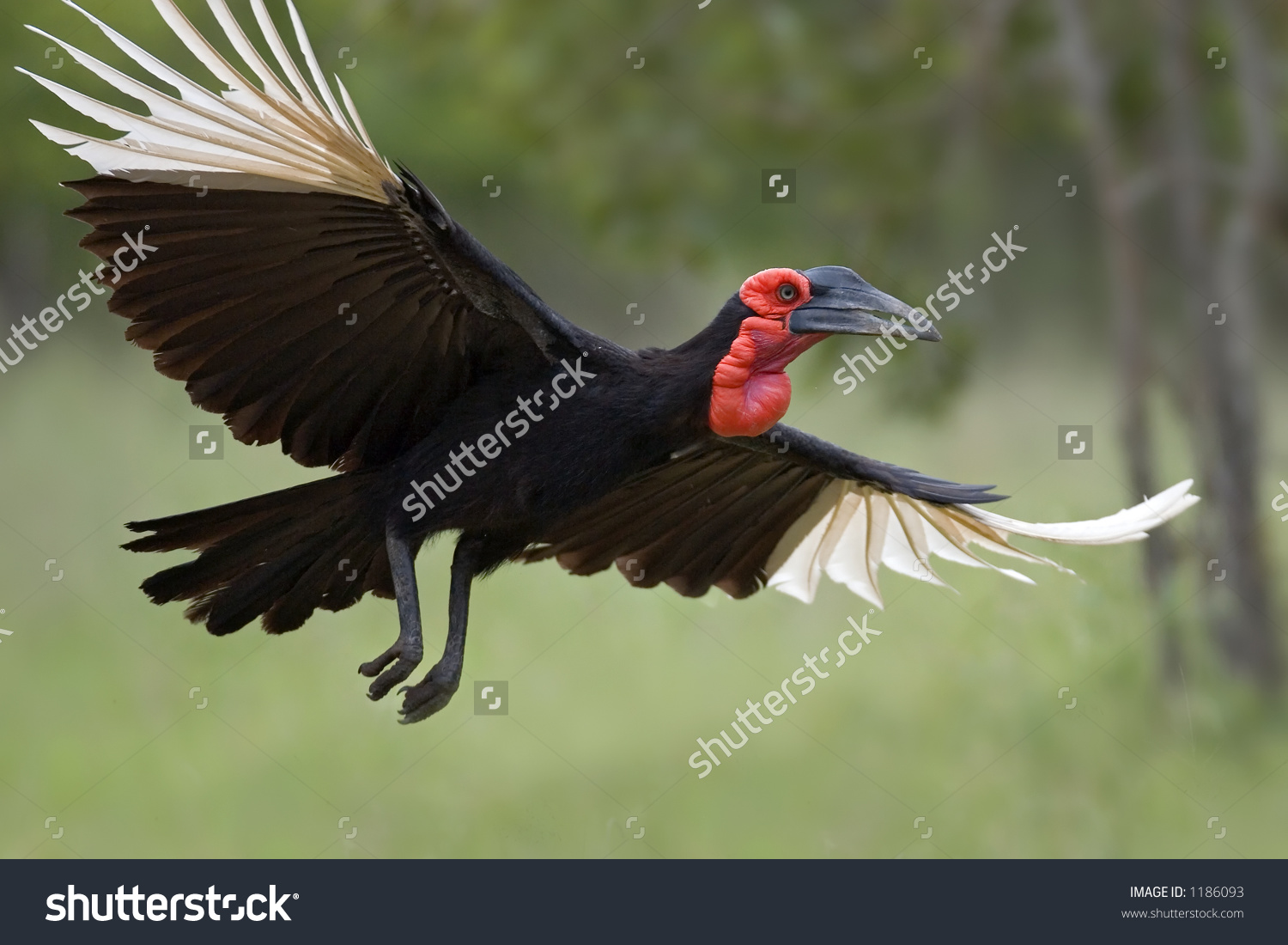 Southern Ground Hornbill clipart #9, Download drawings
