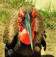 Southern Ground Hornbill coloring #3, Download drawings