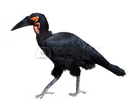 Southern Ground Hornbill coloring #9, Download drawings