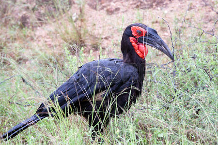 Southern Ground Hornbill coloring #5, Download drawings
