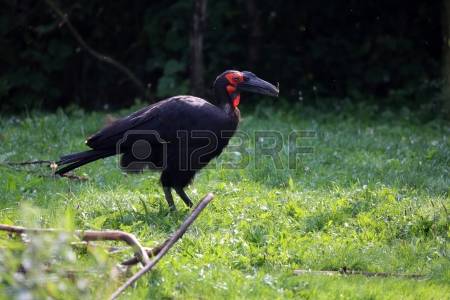Southern Ground Hornbill coloring #6, Download drawings