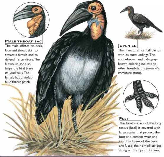Southern Ground Hornbill coloring #15, Download drawings
