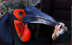 Southern Ground Hornbill coloring #2, Download drawings