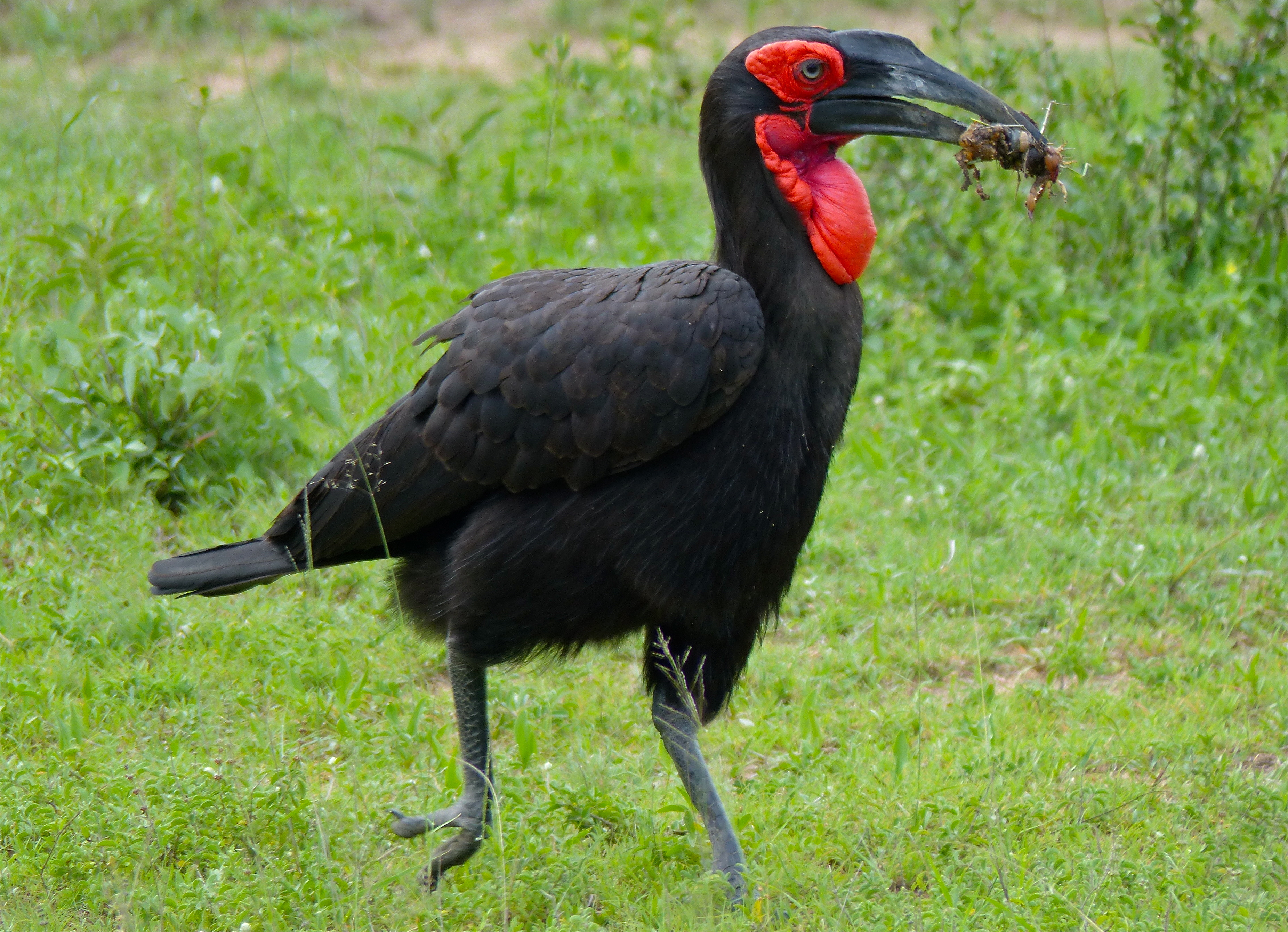 Southern Ground Hornbill svg #20, Download drawings