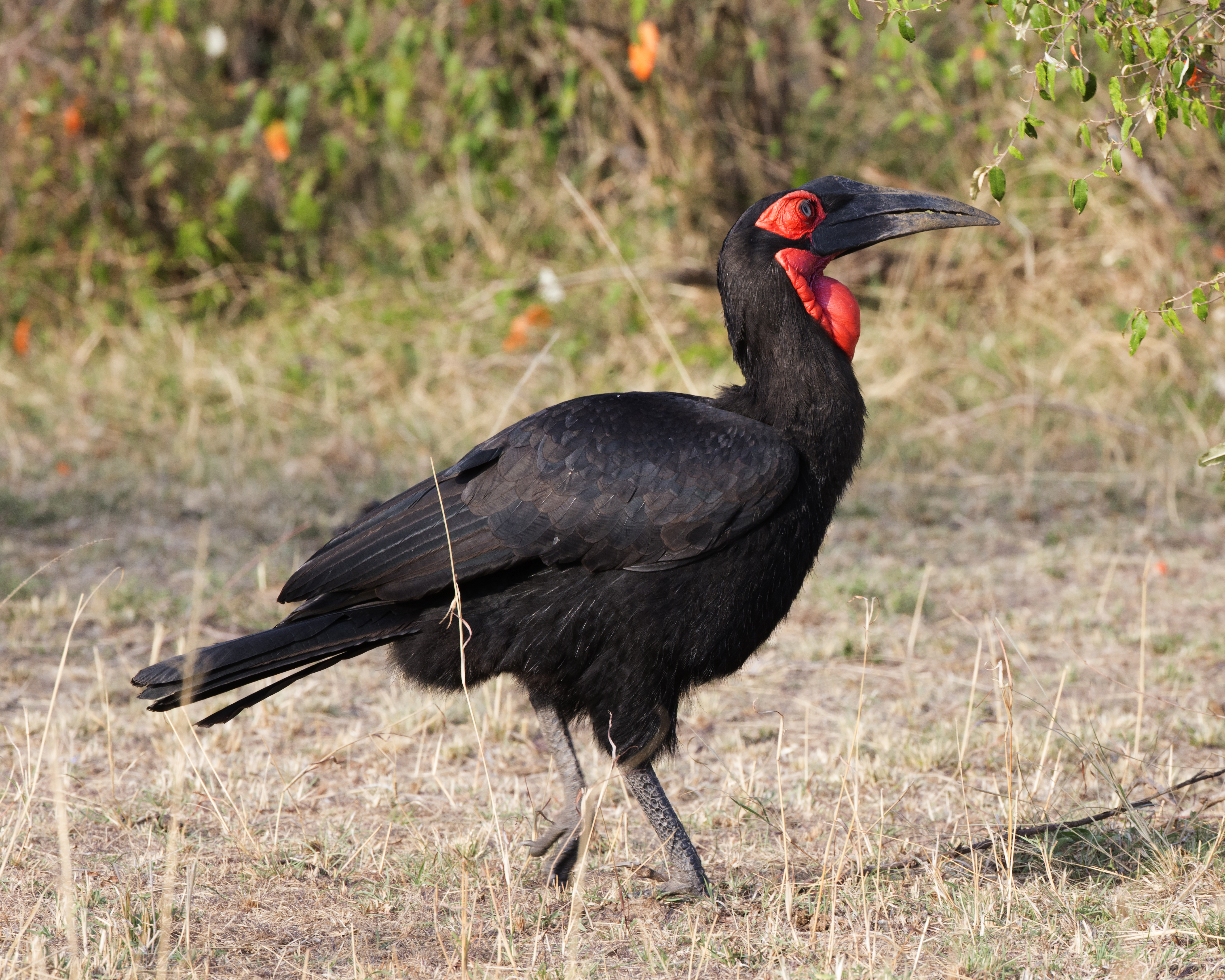 Southern Ground Hornbill svg #4, Download drawings