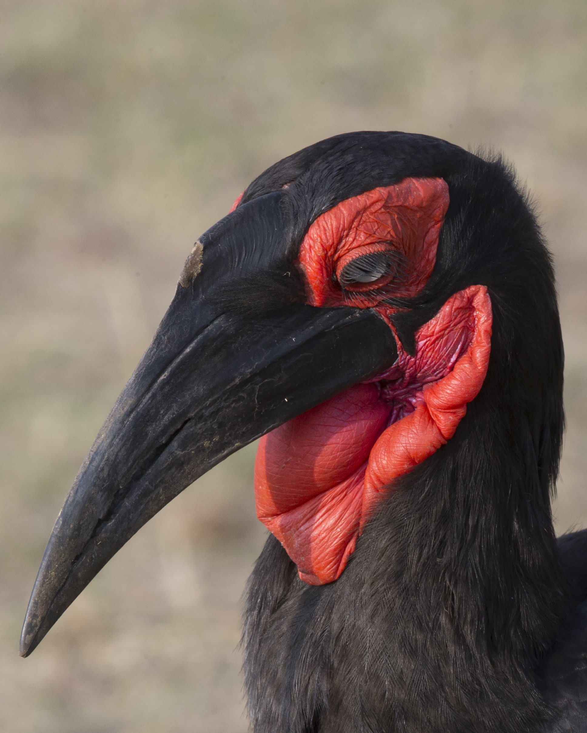 Southern Ground Hornbill svg #10, Download drawings