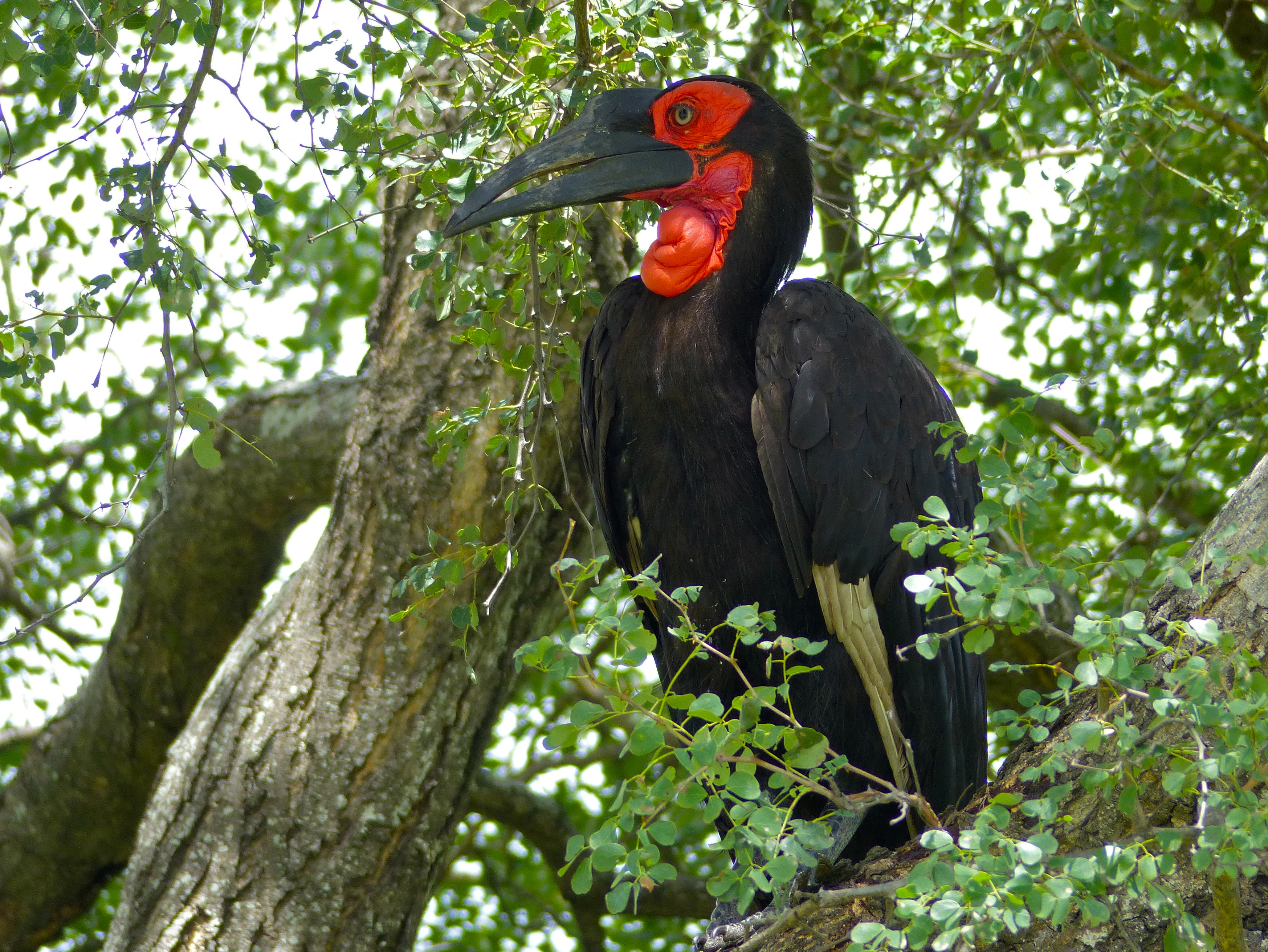Southern Ground Hornbill svg #5, Download drawings