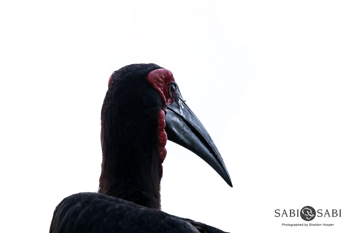 Southern Ground Hornbill svg #16, Download drawings