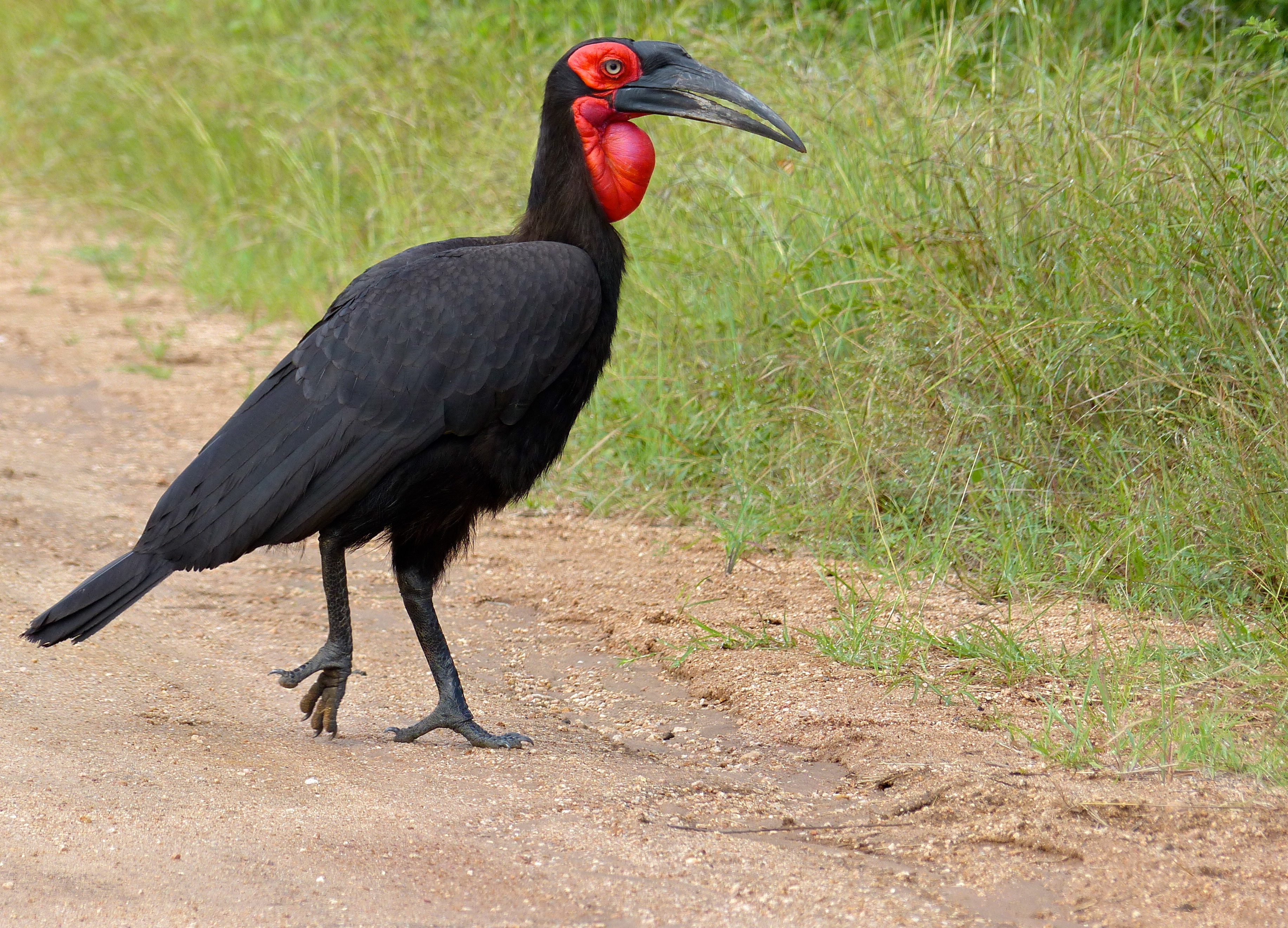 Southern Ground Hornbill svg #6, Download drawings