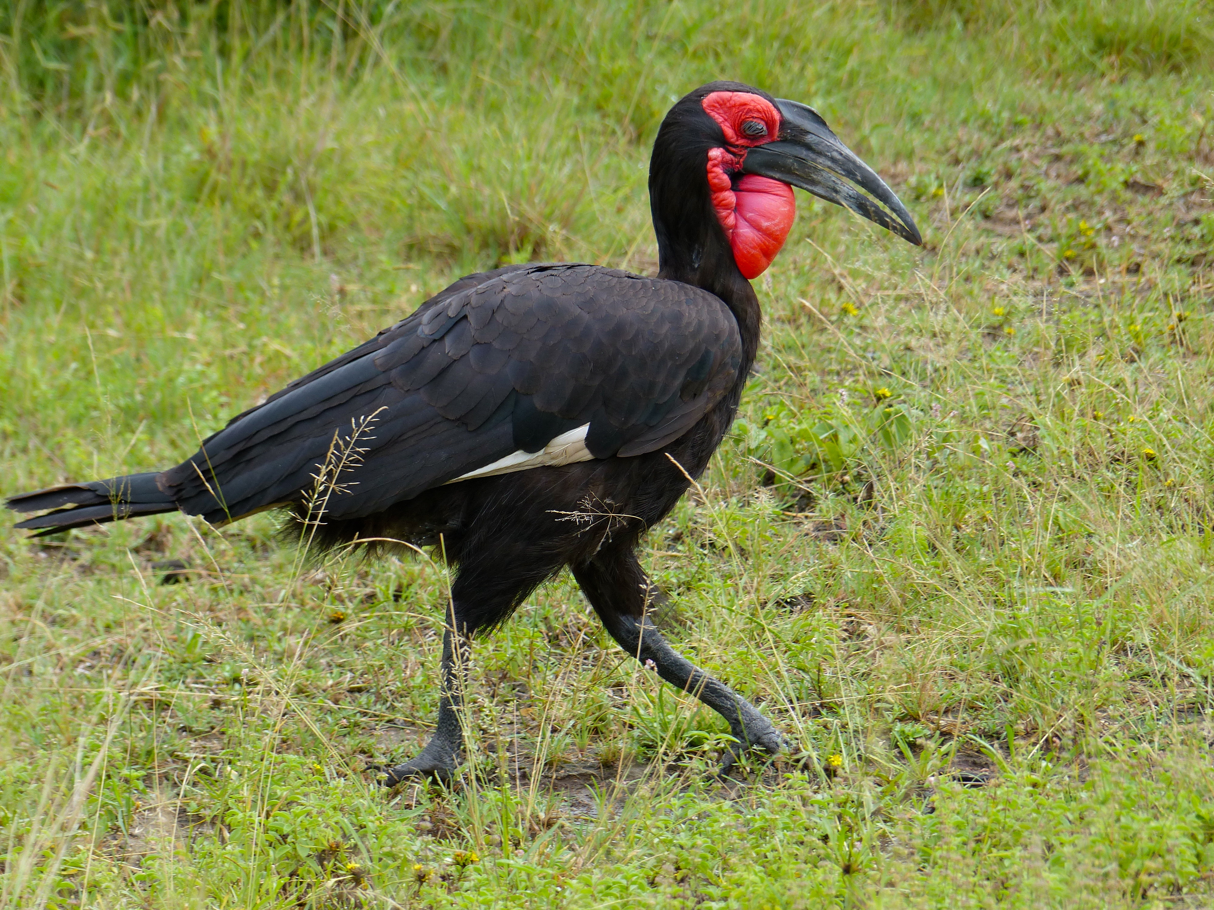 Southern Ground Hornbill svg #9, Download drawings