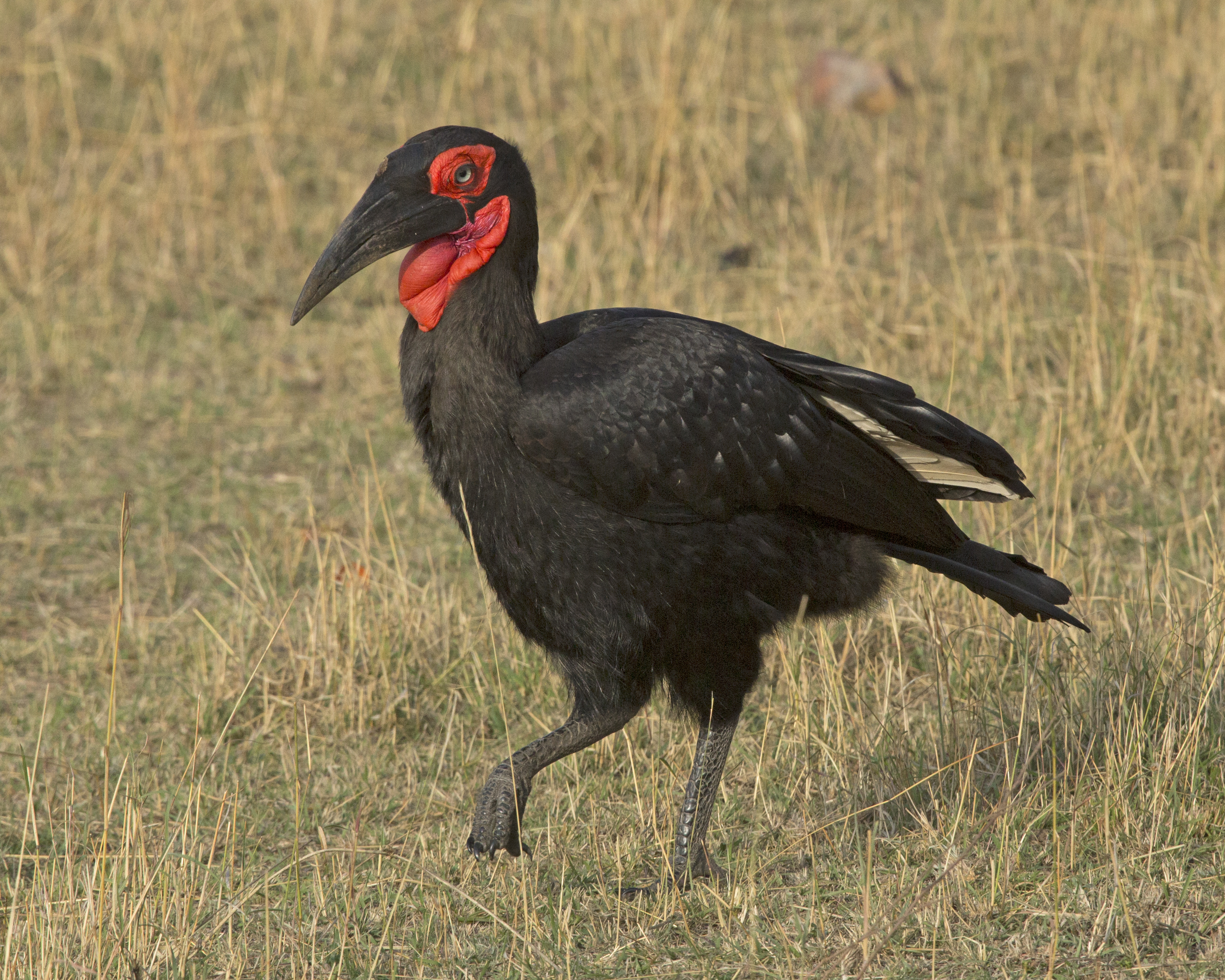 Southern Ground Hornbill svg #12, Download drawings