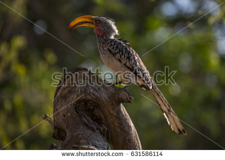 Southern Yellow-billed Hornbill clipart #2, Download drawings