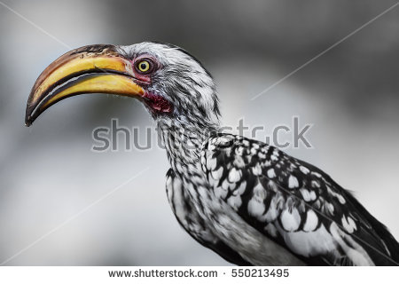 Southern Yellow-billed Hornbill coloring #14, Download drawings
