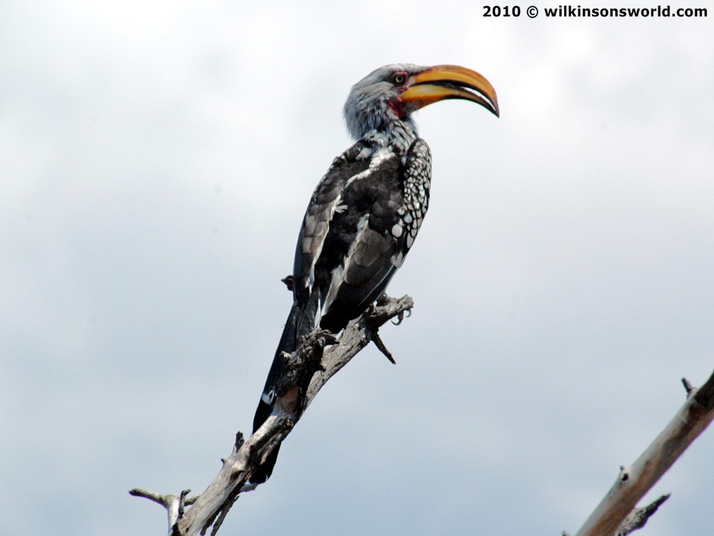 Southern Yellow-billed Hornbill coloring #4, Download drawings