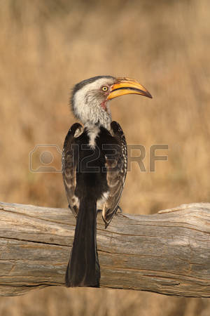 Southern Yellow-billed Hornbill coloring #10, Download drawings