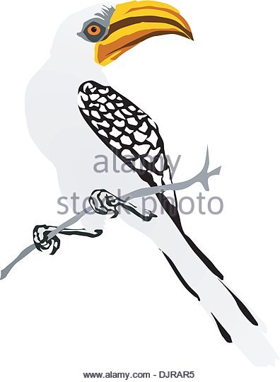 Southern Yellow-billed Hornbill coloring #11, Download drawings