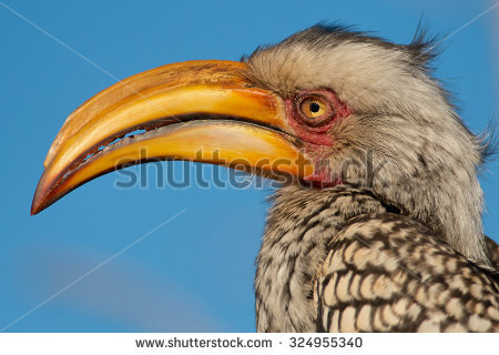 Southern Yellow-billed Hornbill coloring #3, Download drawings