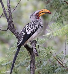 Southern Yellow-billed Hornbill coloring #8, Download drawings