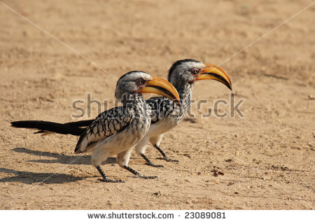 Southern Yellow-billed Hornbill coloring #2, Download drawings