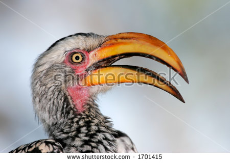 Southern Yellow-billed Hornbill coloring #7, Download drawings