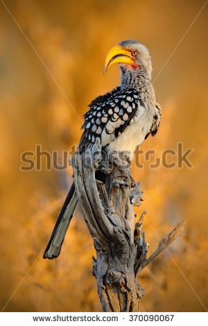 Southern Yellow-billed Hornbill coloring #19, Download drawings
