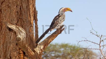 Southern Yellow-billed Hornbill coloring #15, Download drawings