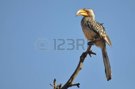 Southern Yellow-billed Hornbill coloring #17, Download drawings