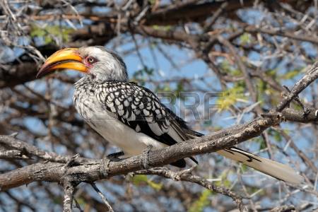 Southern Yellow-billed Hornbill coloring #13, Download drawings