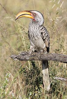 Southern Yellow-billed Hornbill coloring #9, Download drawings