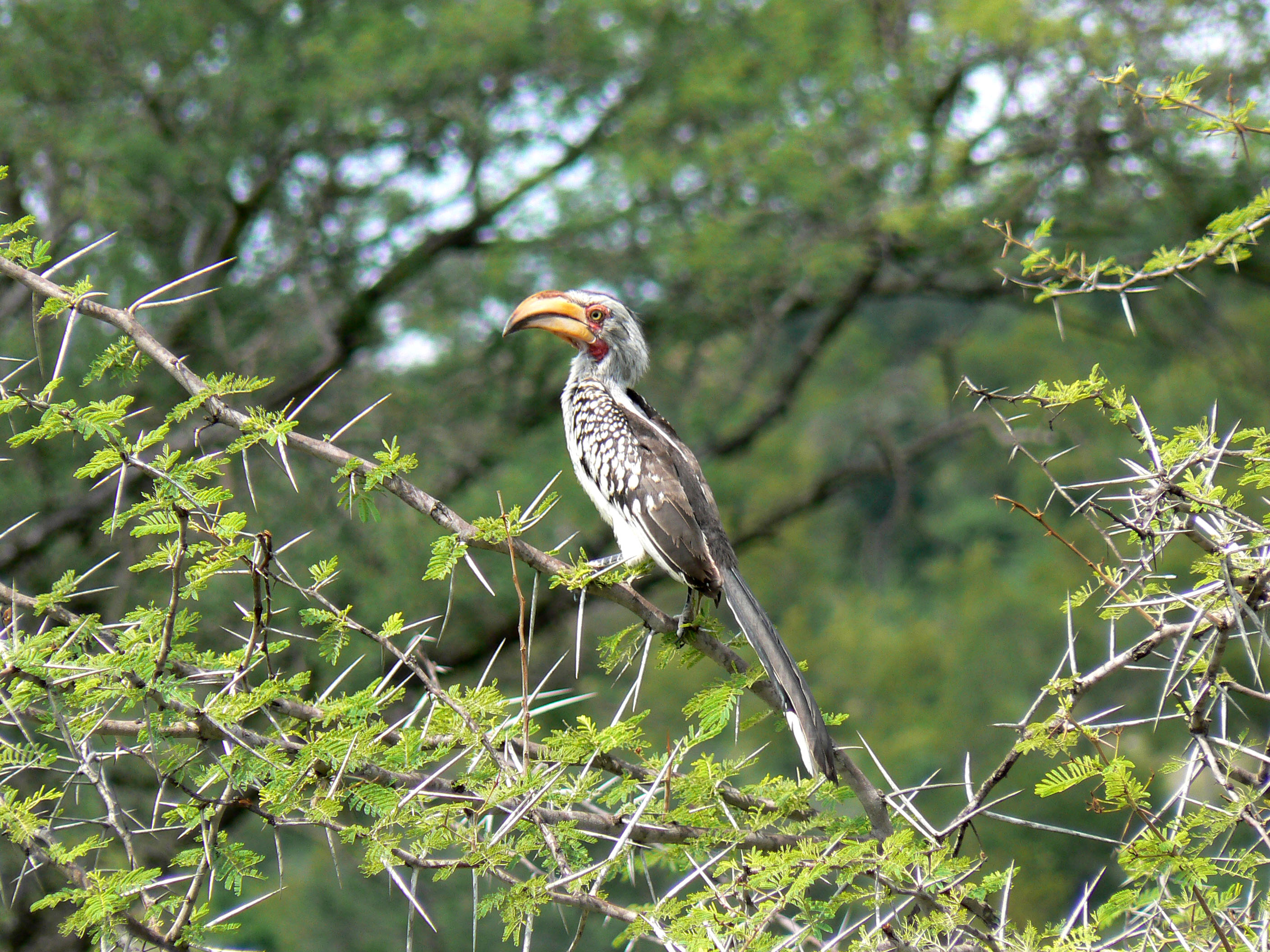 Southern Yellow-billed Hornbill svg #11, Download drawings