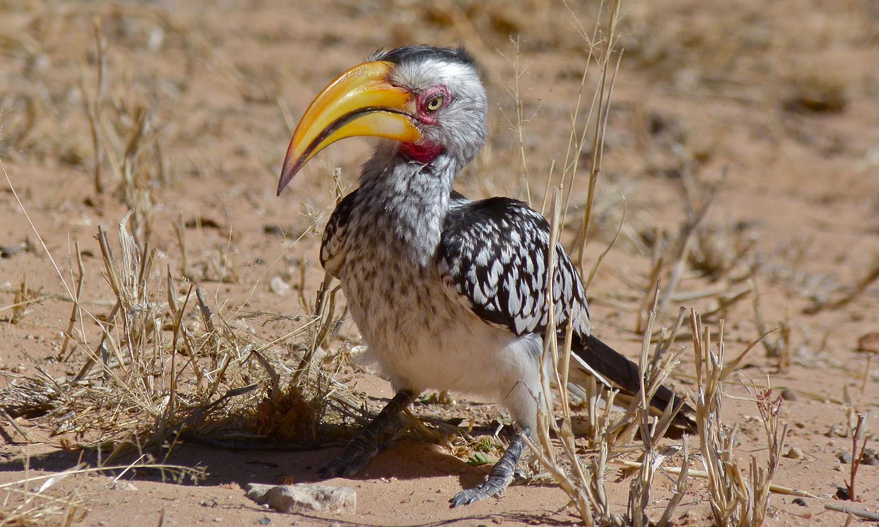 Southern Yellow-billed Hornbill svg #16, Download drawings