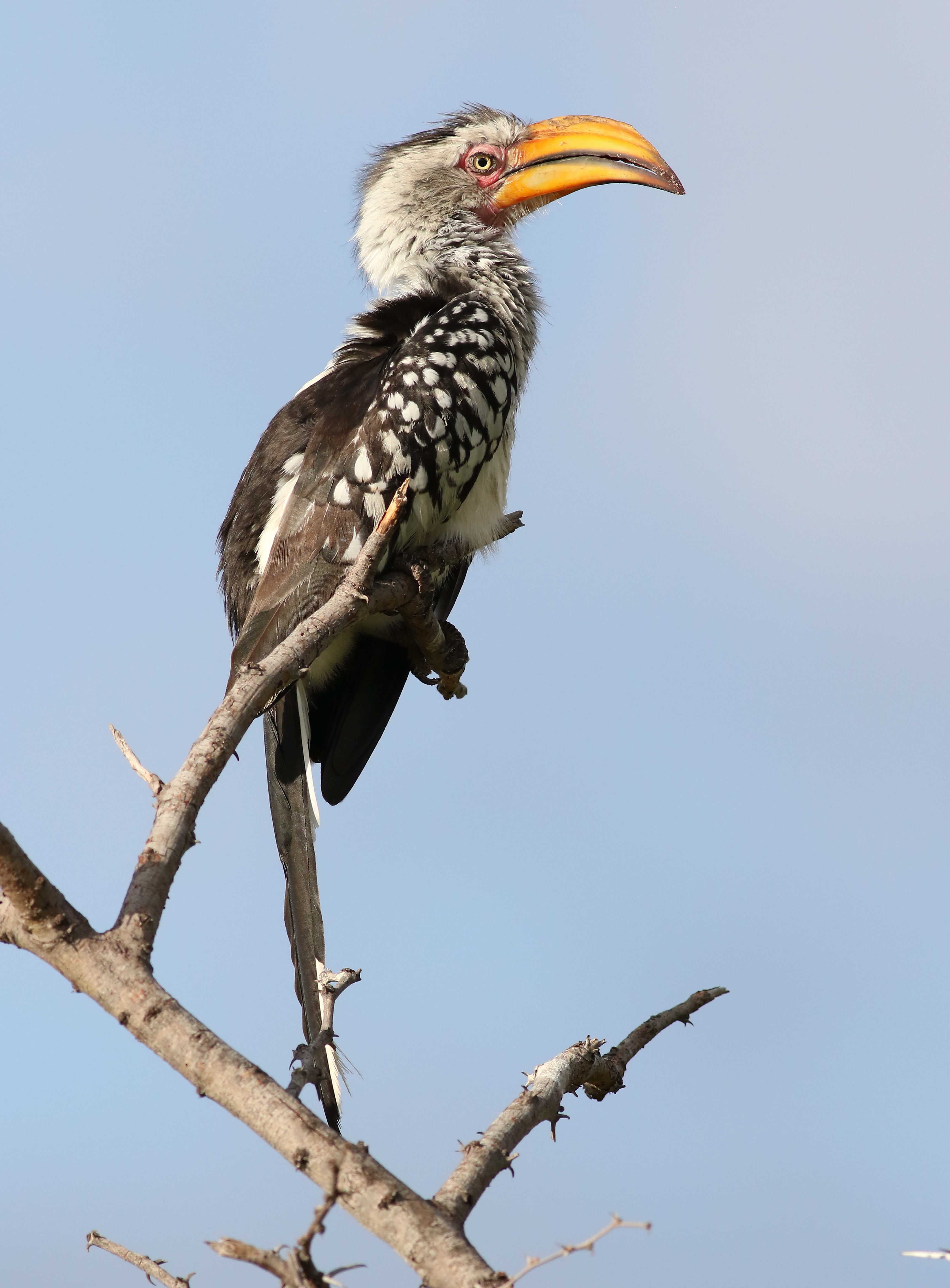Southern Yellow-billed Hornbill svg #4, Download drawings