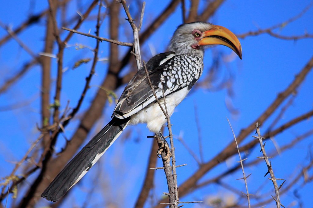 Southern Yellow-billed Hornbill svg #7, Download drawings