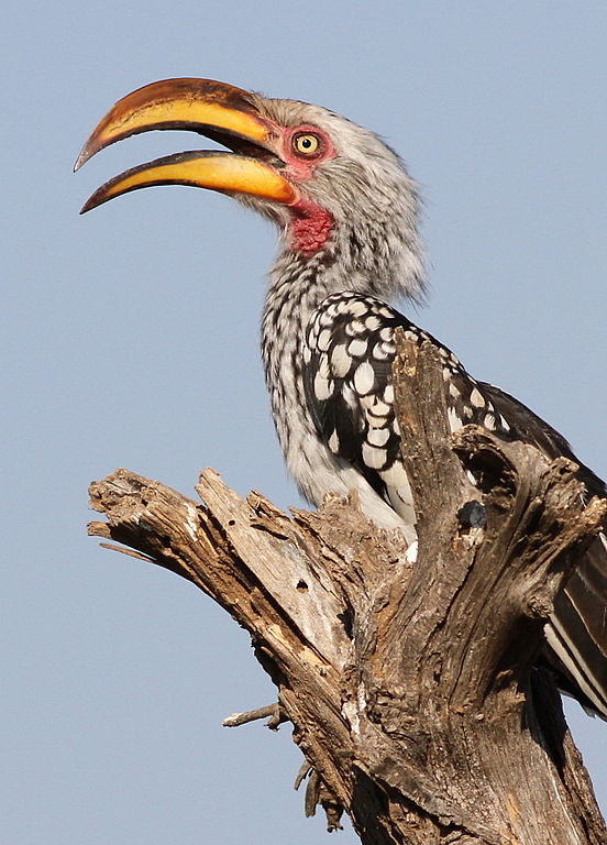 Southern Yellow-billed Hornbill svg #8, Download drawings