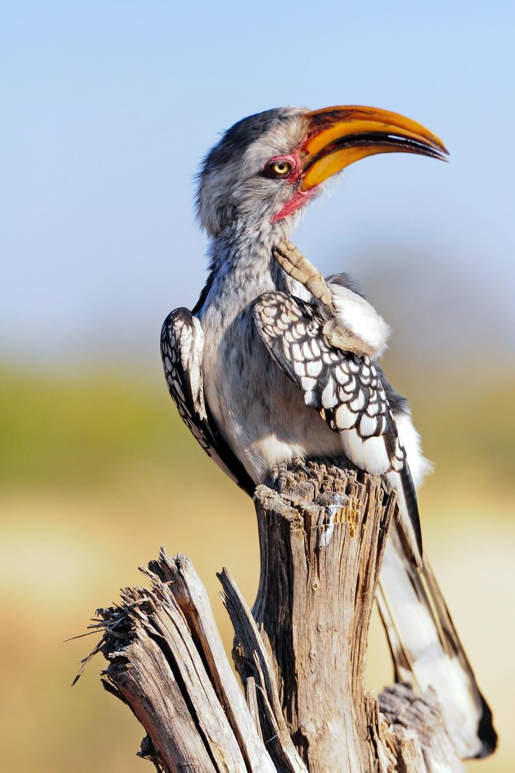 Southern Yellow-billed Hornbill svg #5, Download drawings