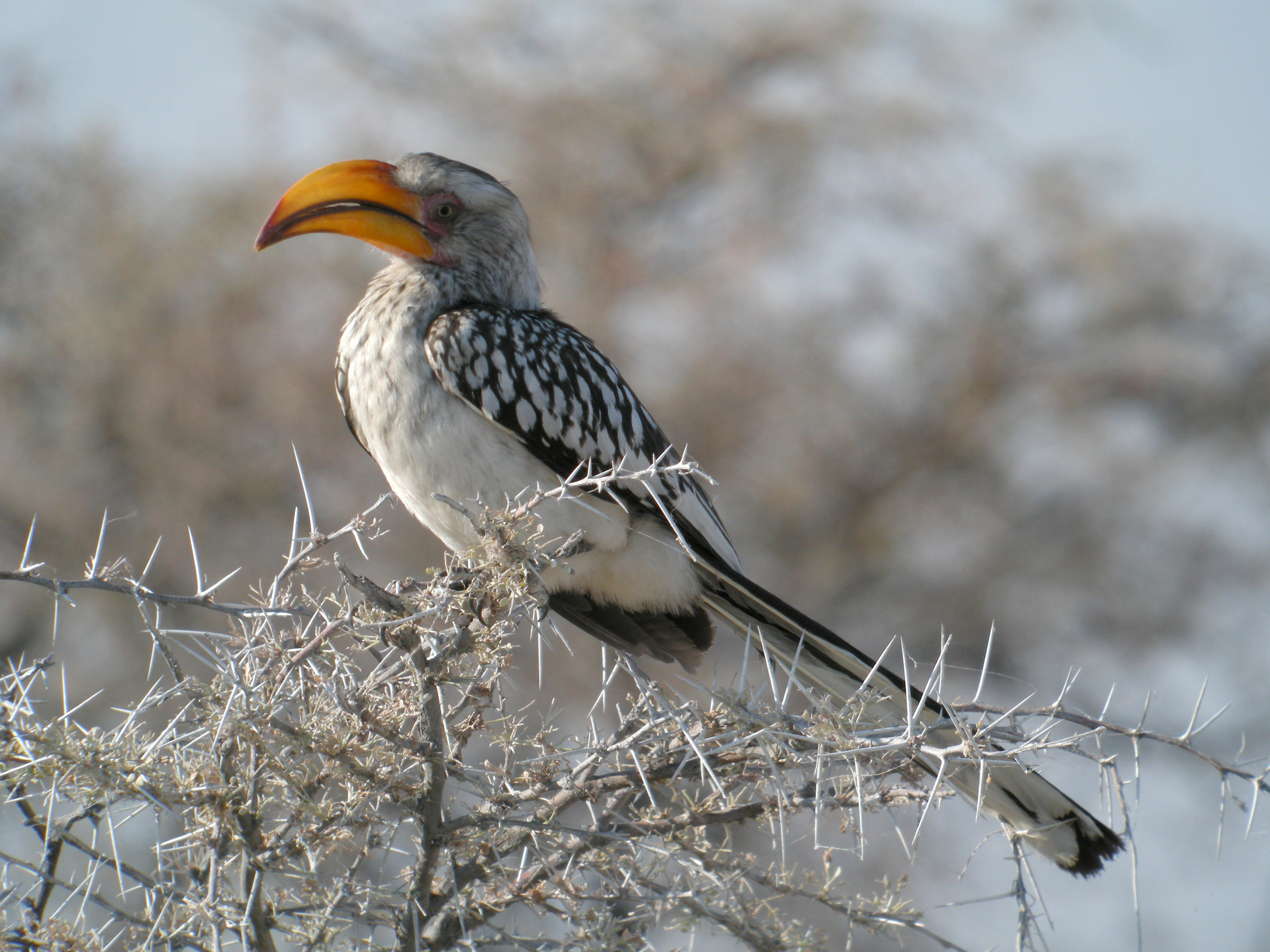 Southern Yellow-billed Hornbill svg #15, Download drawings