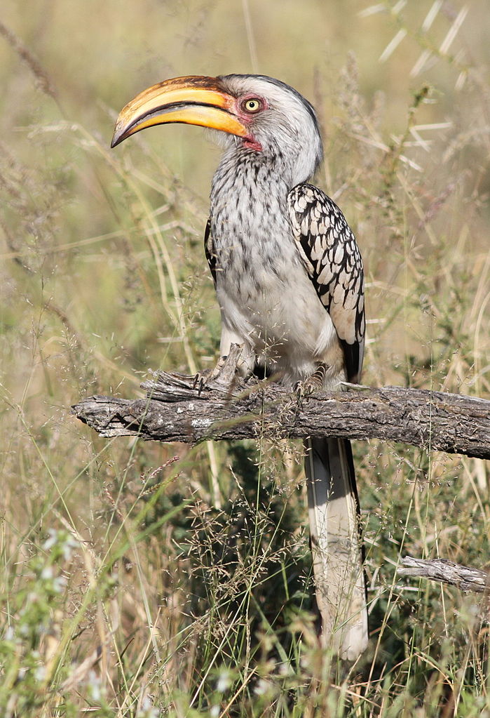 Southern Yellow-billed Hornbill svg #20, Download drawings