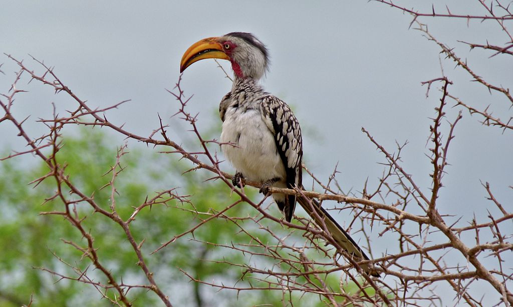 Southern Yellow-billed Hornbill svg #19, Download drawings