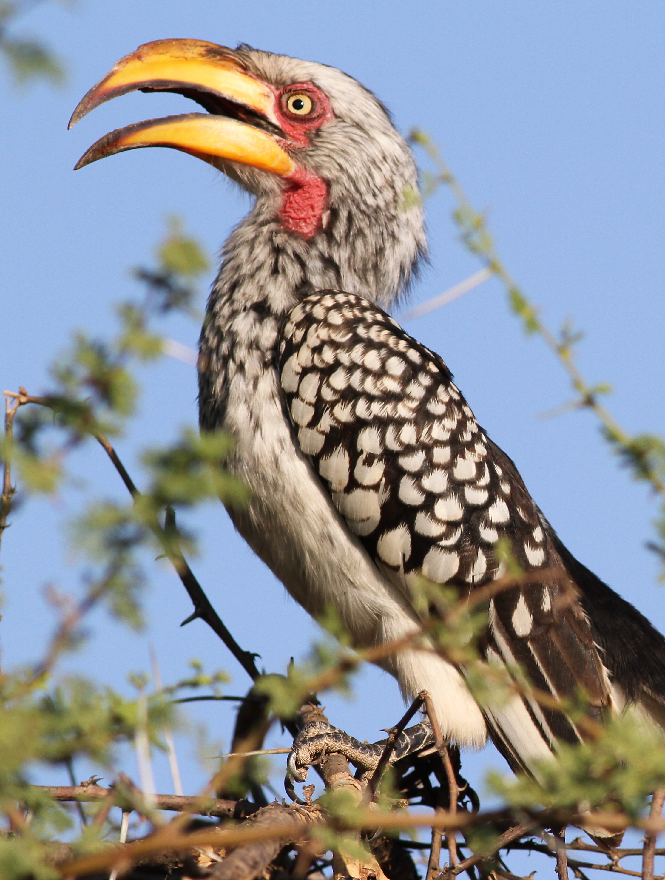 Southern Yellow-billed Hornbill svg #17, Download drawings