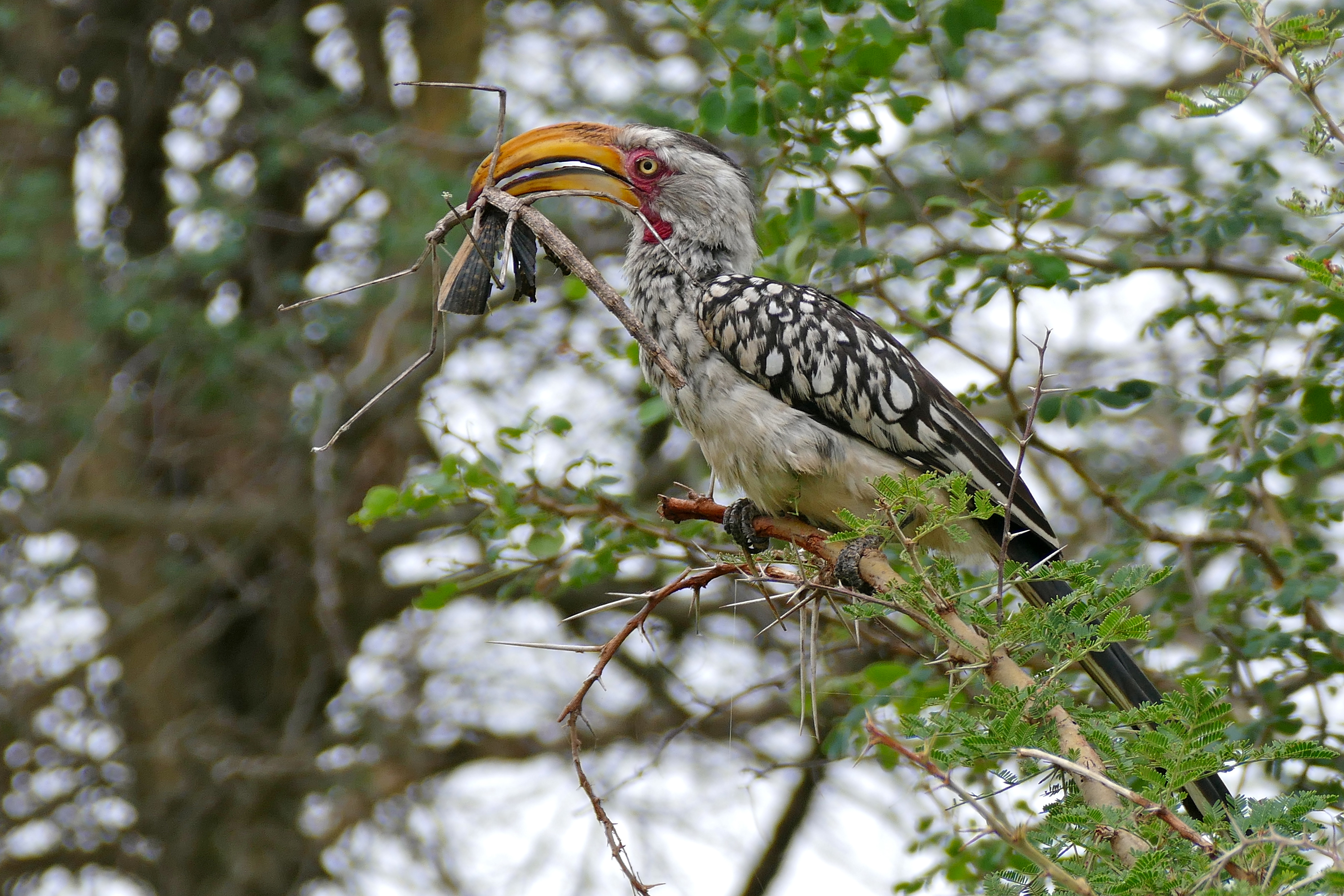 Southern Yellow-billed Hornbill svg #6, Download drawings