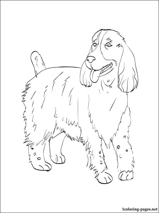 Springer Spaniel coloring #16, Download drawings