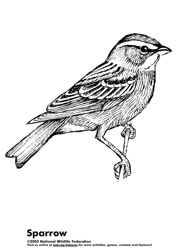 Sparrow coloring #10, Download drawings
