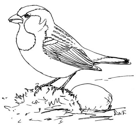 Sparrow coloring #6, Download drawings