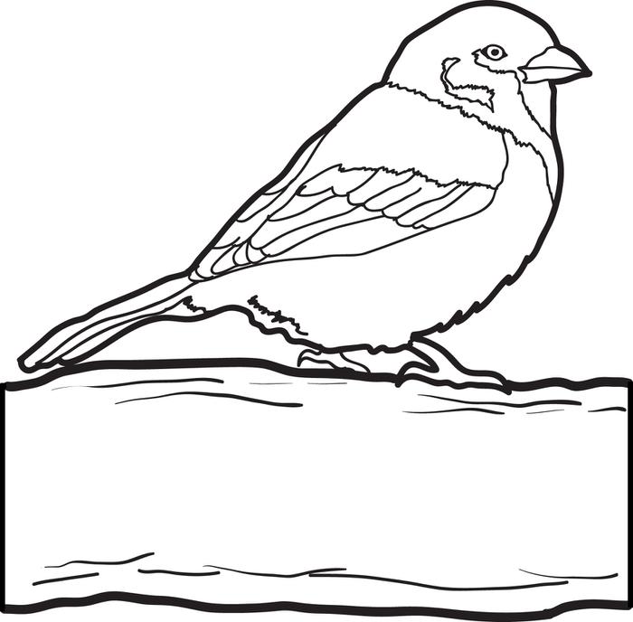 Sparrow coloring #3, Download drawings
