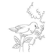 Sparrow coloring #2, Download drawings