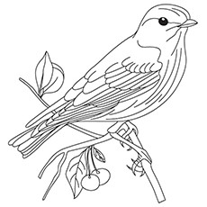 Swamp Sparrow coloring #20, Download drawings