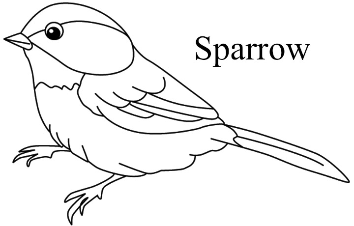 Sparrow coloring #18, Download drawings