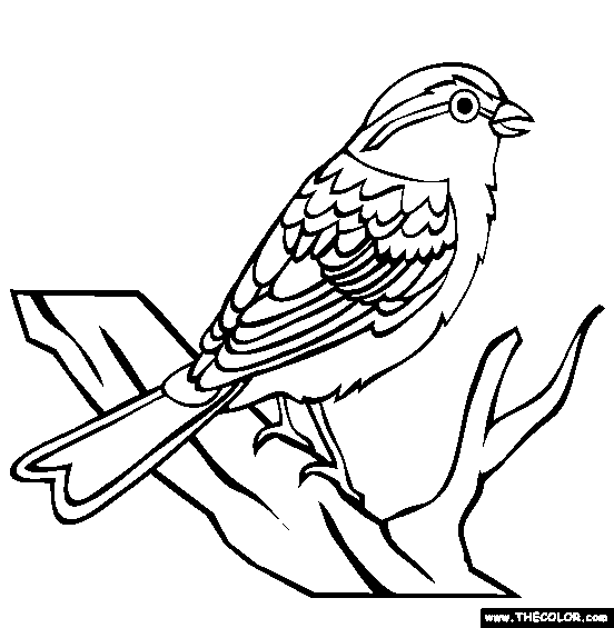 Sparrow coloring #20, Download drawings